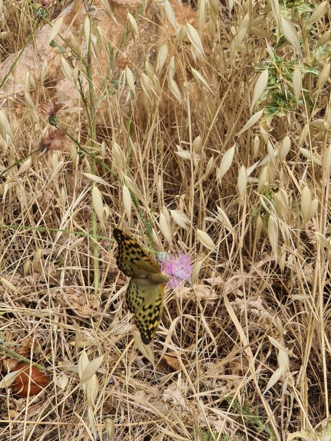 La Pommeraie D'Ifrane Ifrane  Buitenkant foto